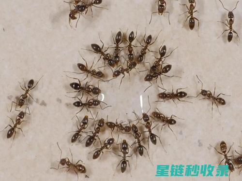 蚂蚁防治新方法：从传统到现代的全面解析 (蚂蚁防治新方法是什么)