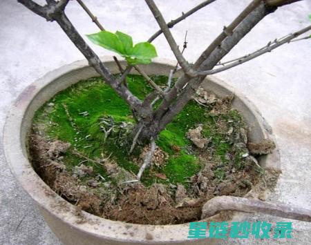 盆栽换土技巧全解析：为植物打造健康新家园 (盆栽换土技巧和方法)